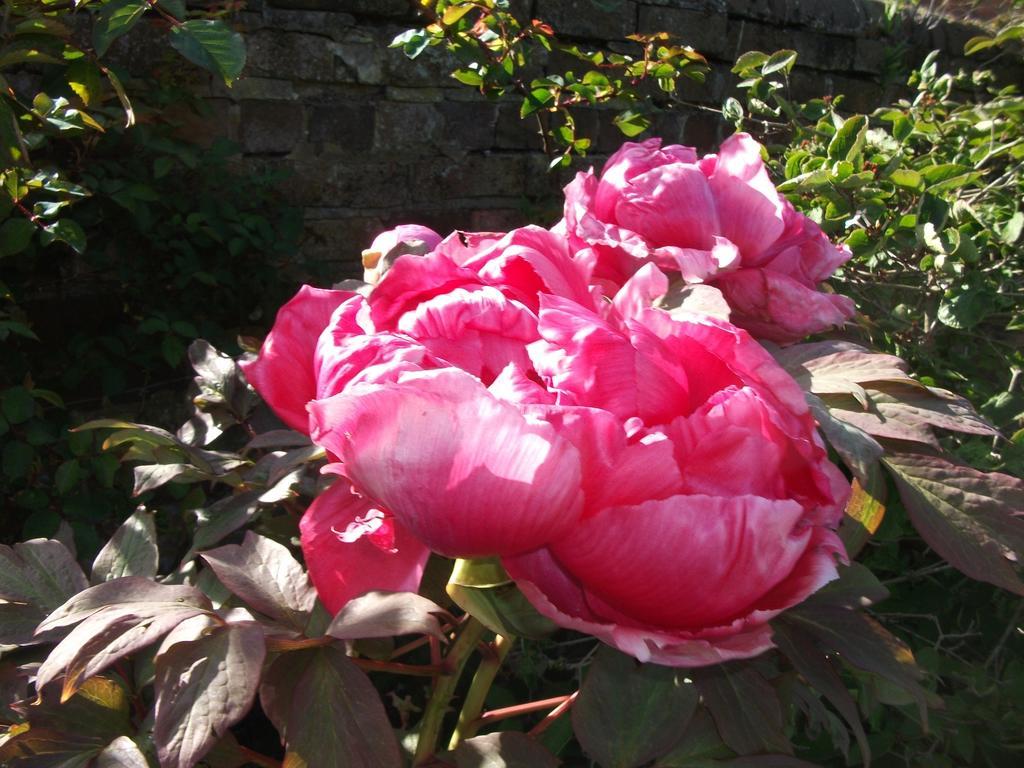 Church Farm B&B Near Telford And Ironbridge Shifnal Buitenkant foto